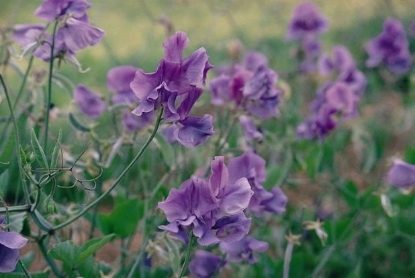 Picture of Sweet Pea - Noel Sutton